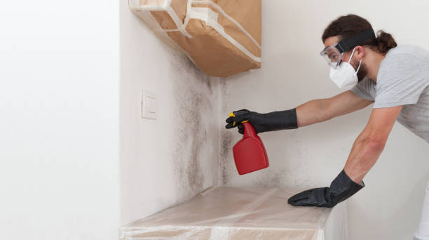 Professional Attic Mold Remediation technician working in Roxbury, MA