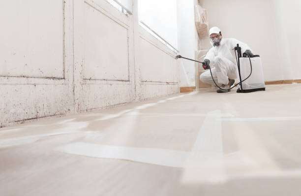 24/7 Emergency Attic Mold Remediation experts in Roxbury, MA