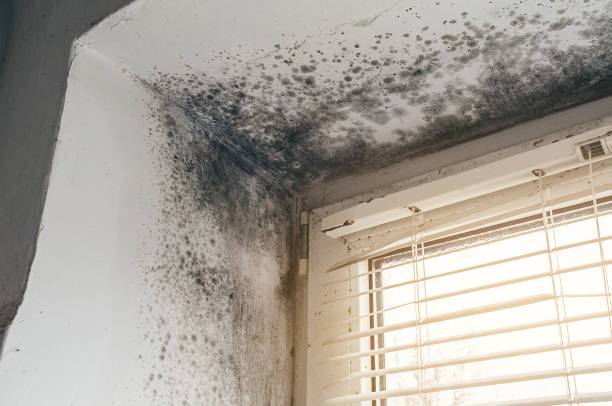 Affordable Attic Mold Remediation solutions in Roxbury, MA